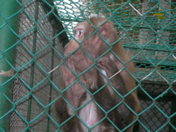動(dòng)物園防護(hù)柵欄